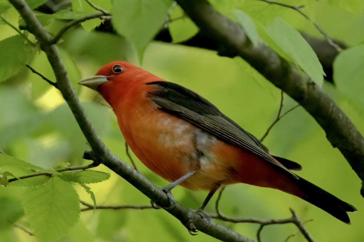 Scarlet Tanager - ML619108830