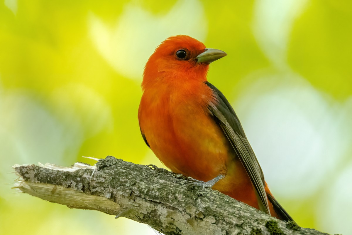 Scarlet Tanager - ML619108831