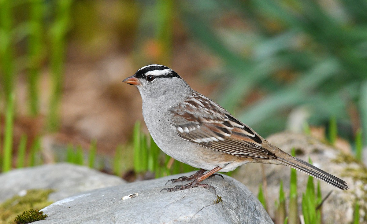 White-crowned Sparrow - ML619108849