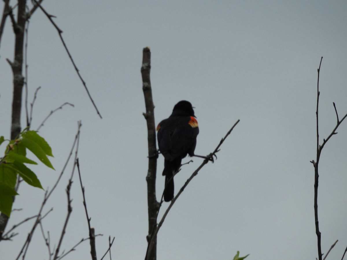 Red-winged Blackbird - ML619108851