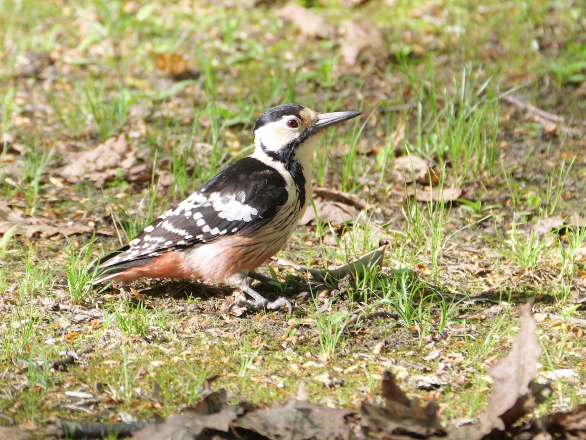 White-backed Woodpecker - ML619108893