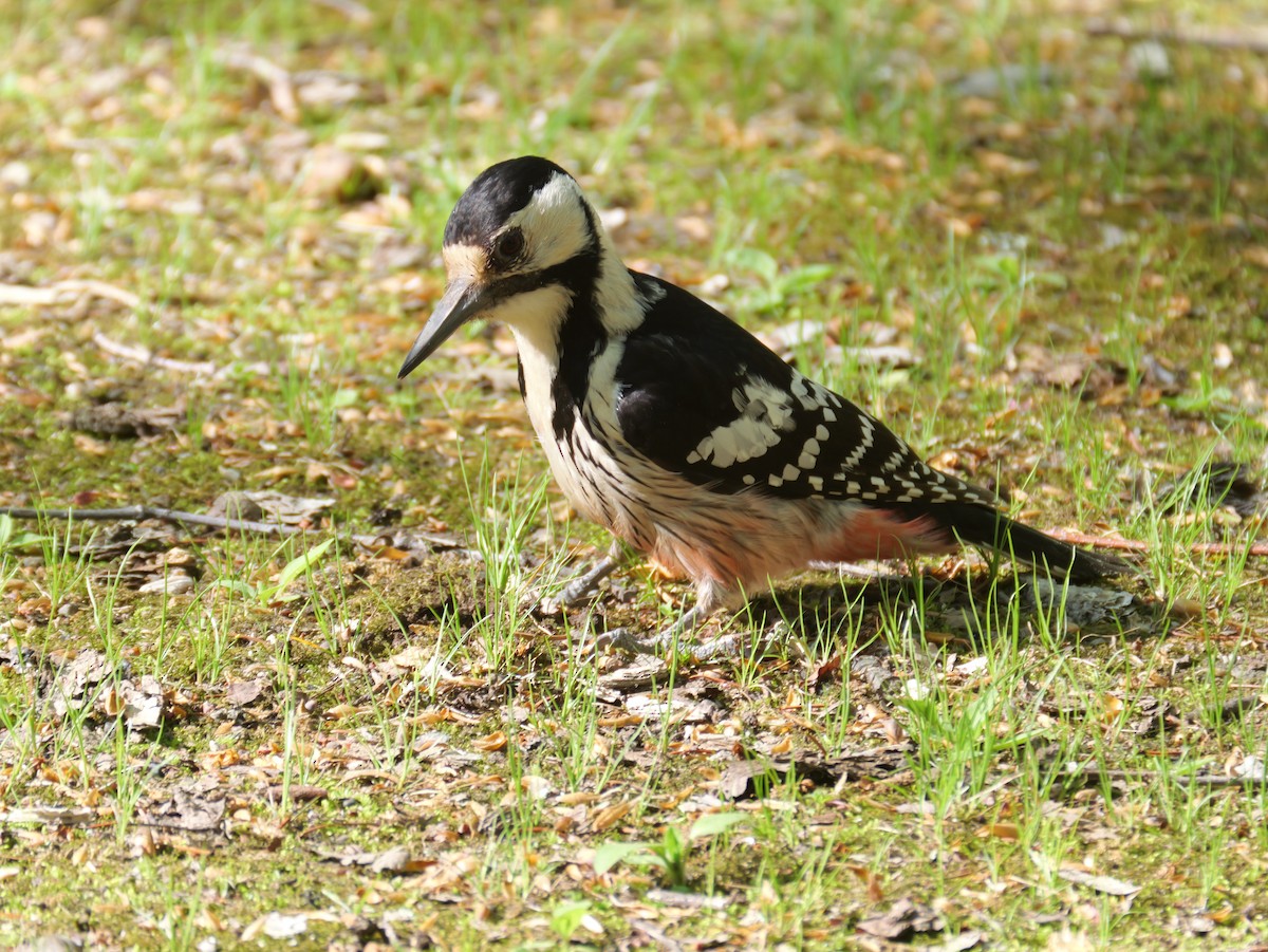 White-backed Woodpecker - ML619108894