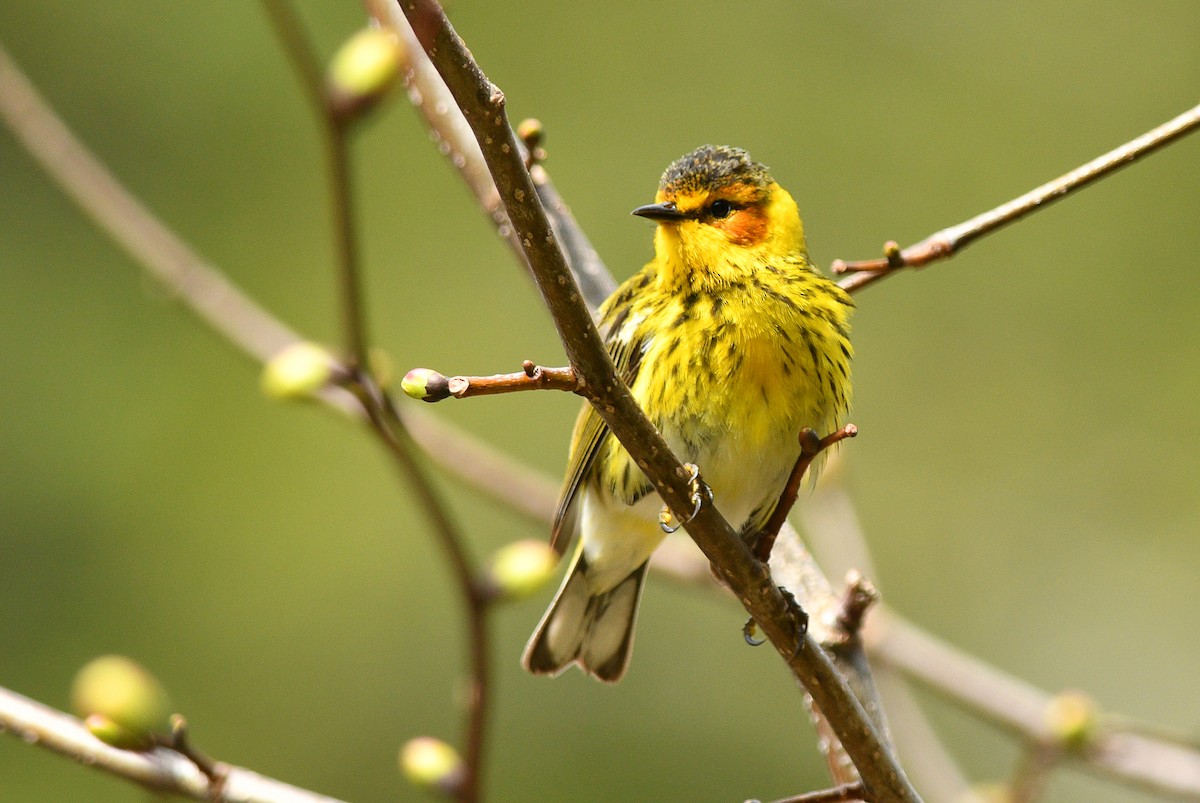 Cape May Warbler - ML619108900