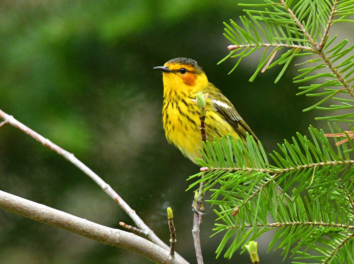 Cape May Warbler - ML619108901