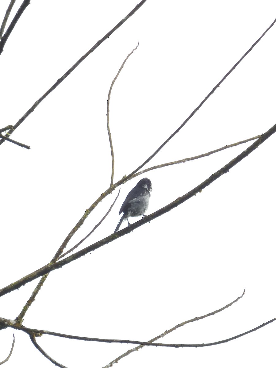 Variable Seedeater - ML619108903