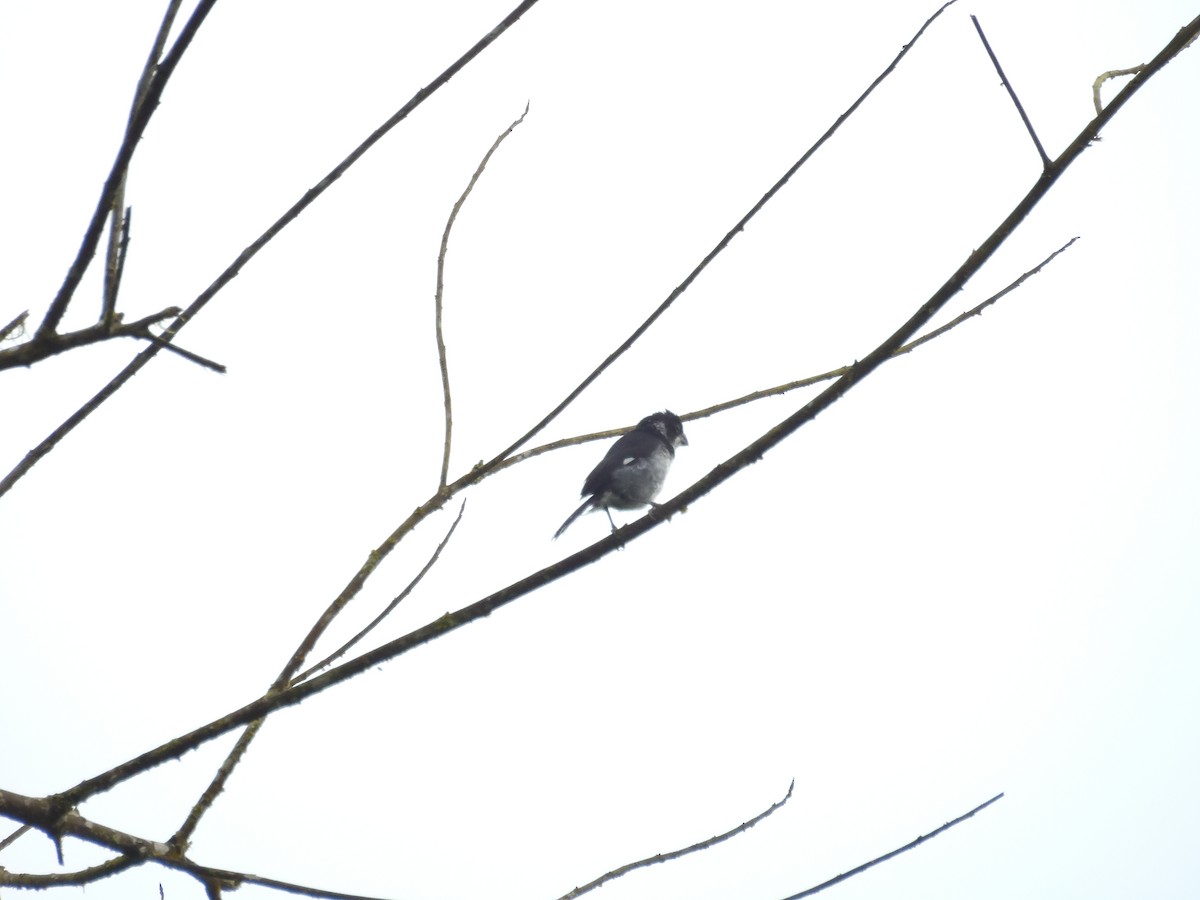 Variable Seedeater - ML619108904
