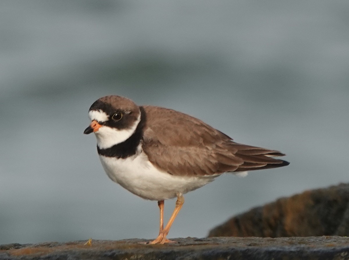 Semipalmated Plover - ML619108906