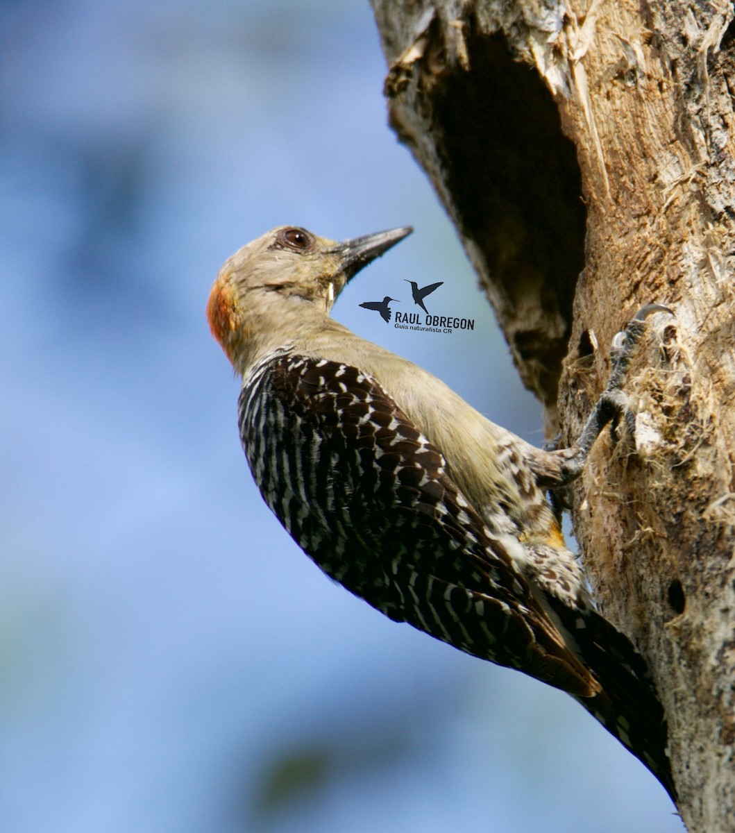 Red-crowned Woodpecker - ML619108923