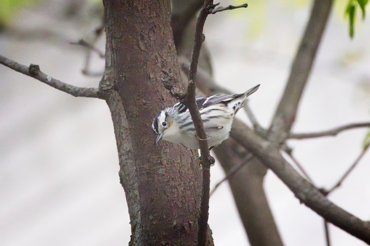 Black-and-white Warbler - ML619108975