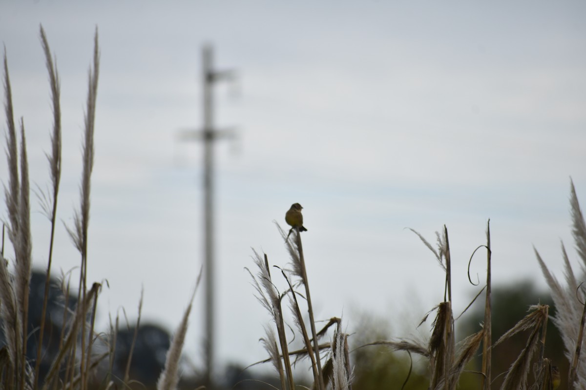 Grassland Yellow-Finch - ML619109004
