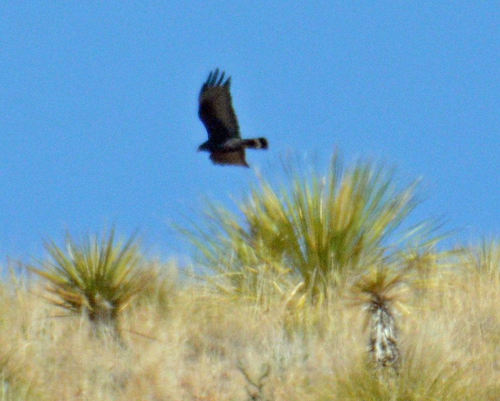 Zone-tailed Hawk - ML619109057