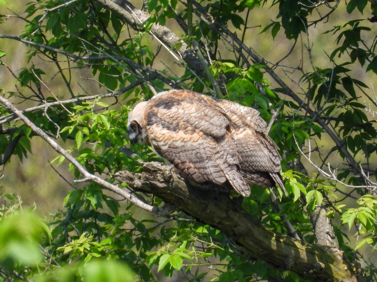 Great Horned Owl - ML619109077
