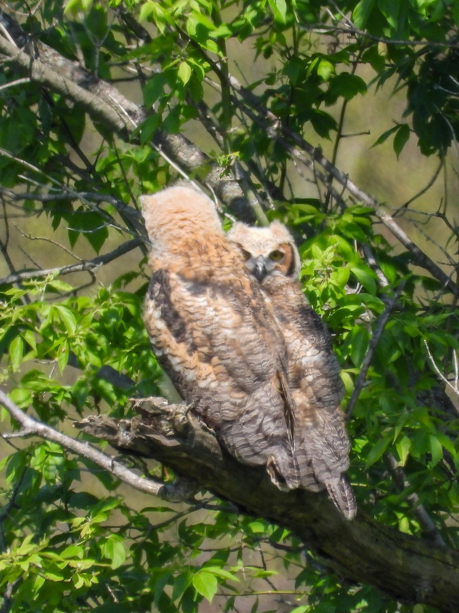 Great Horned Owl - ML619109078