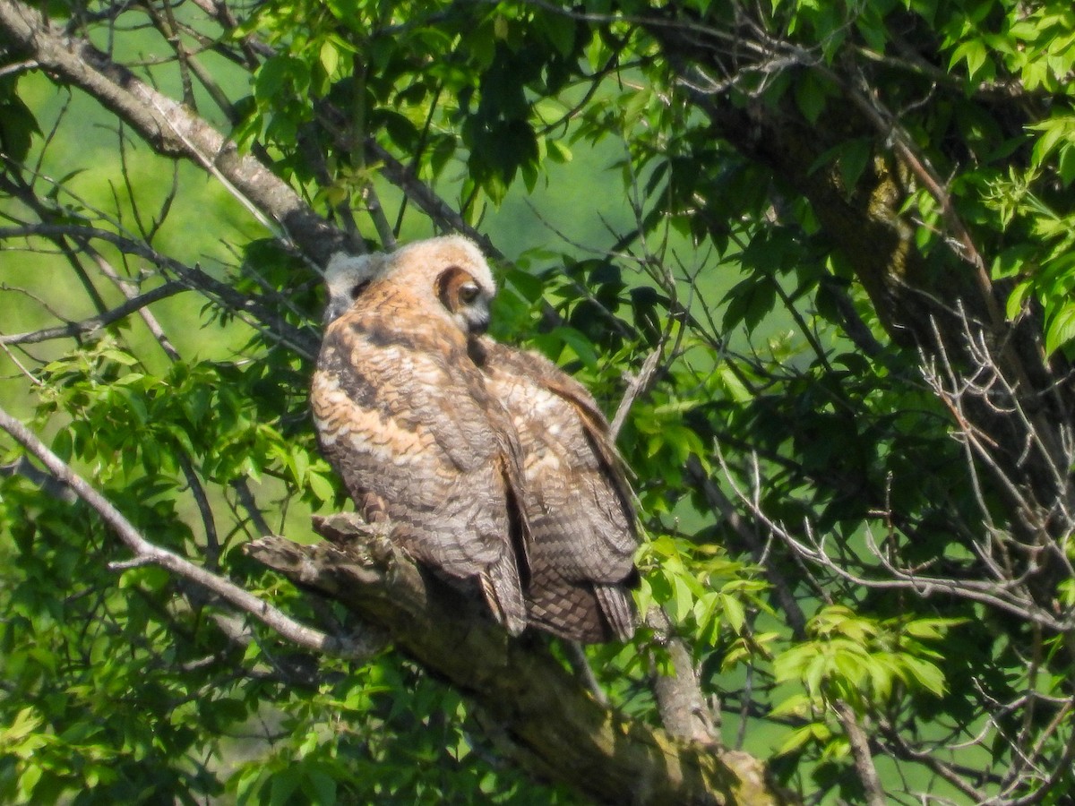 Great Horned Owl - ML619109079