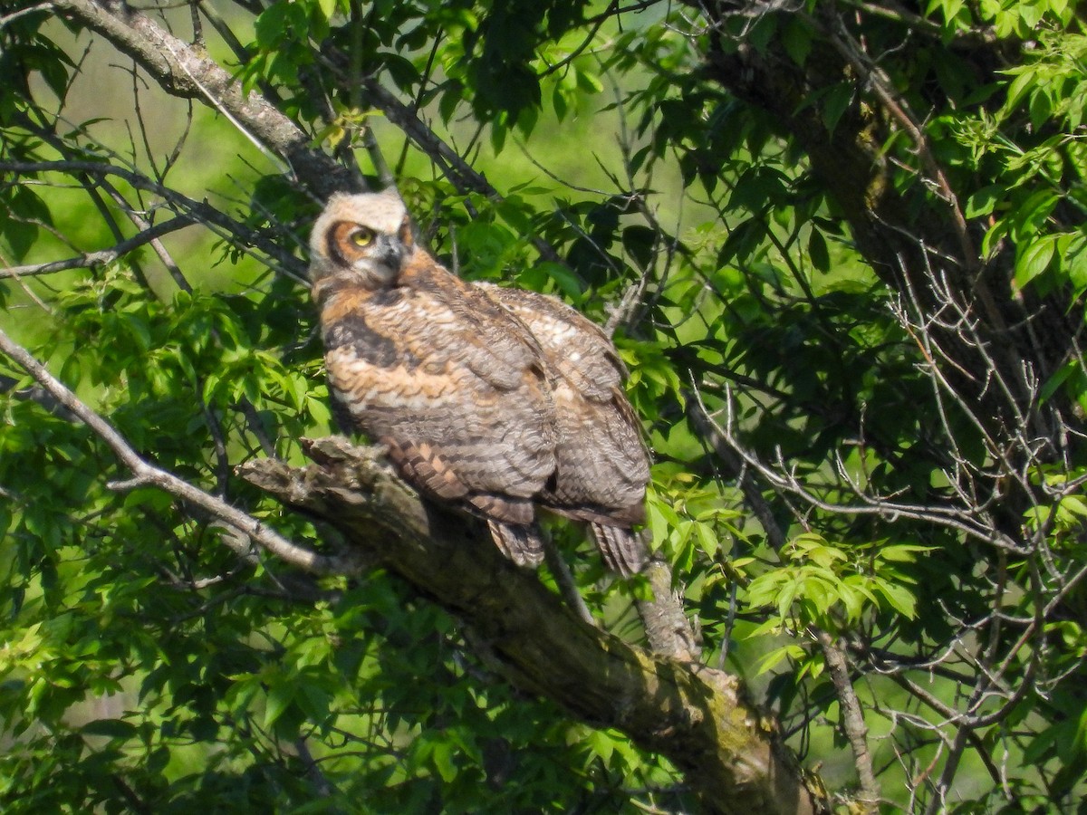 Great Horned Owl - ML619109081