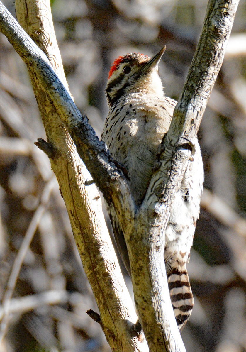Ladder-backed Woodpecker - ML619109082