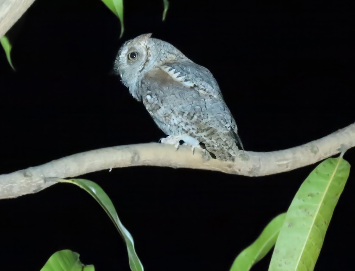 African Scops-Owl (African) - ML619109123