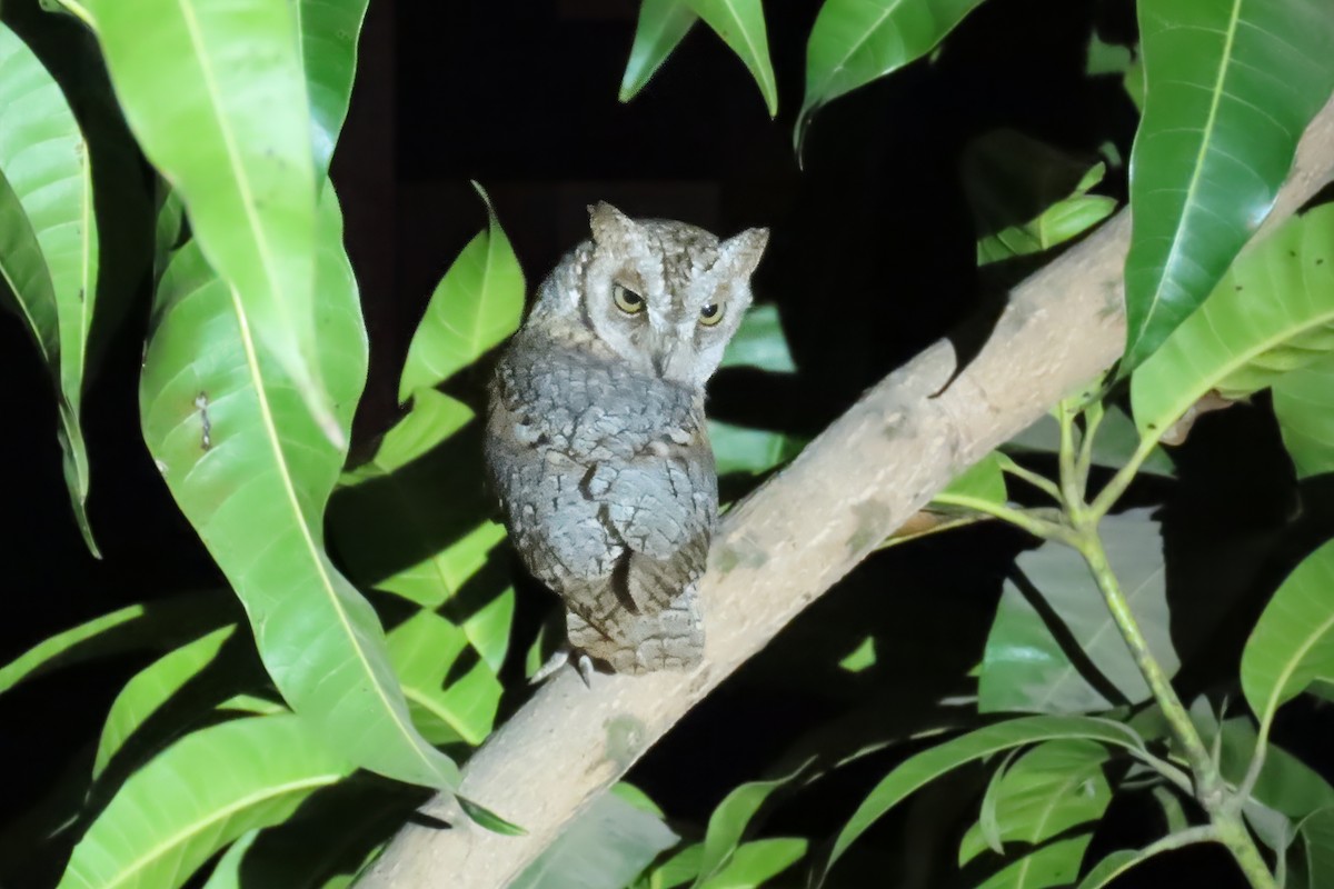 African Scops-Owl (African) - ML619109138