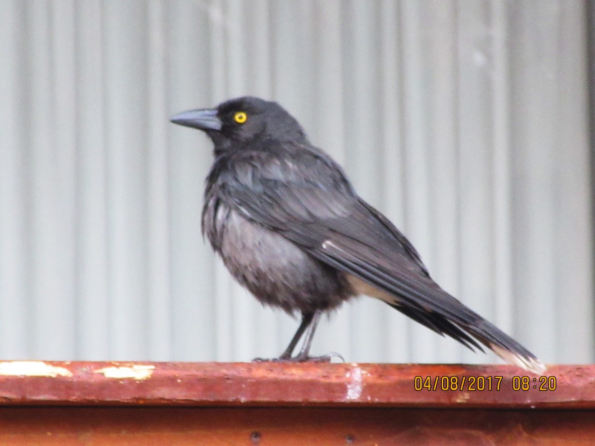 Pied Currawong - ML619109161