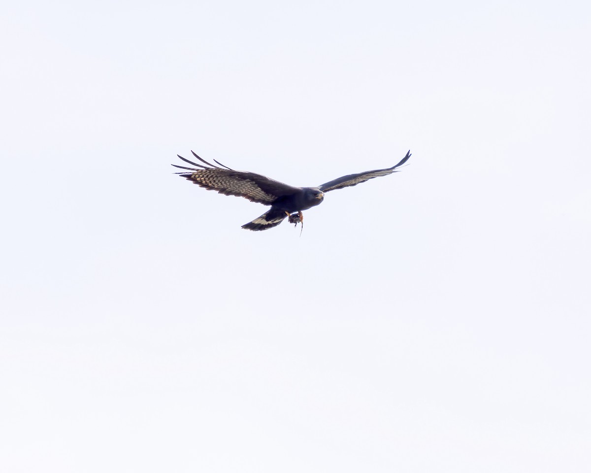Zone-tailed Hawk - ML619109192