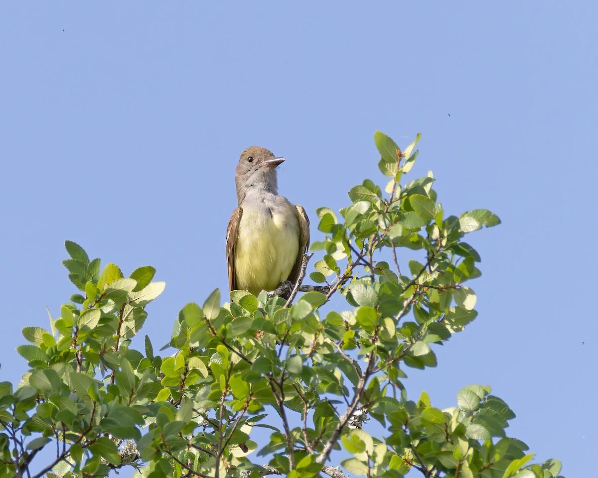 Great Crested Flycatcher - ML619109201