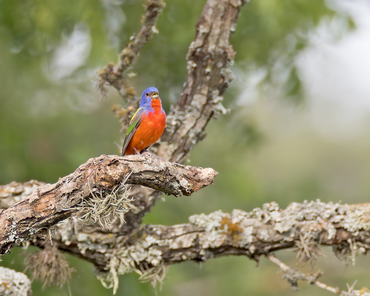 Painted Bunting - ML619109224