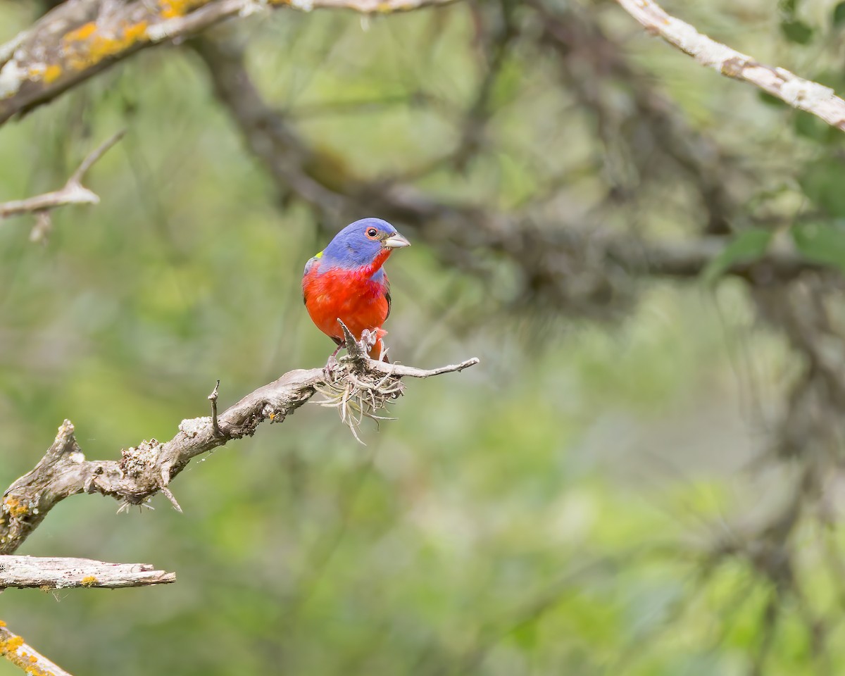 Painted Bunting - ML619109225