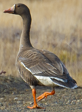 Greater White-fronted Goose - ML619109260