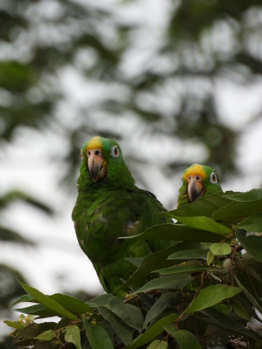 Yellow-crowned Parrot - ML619109327