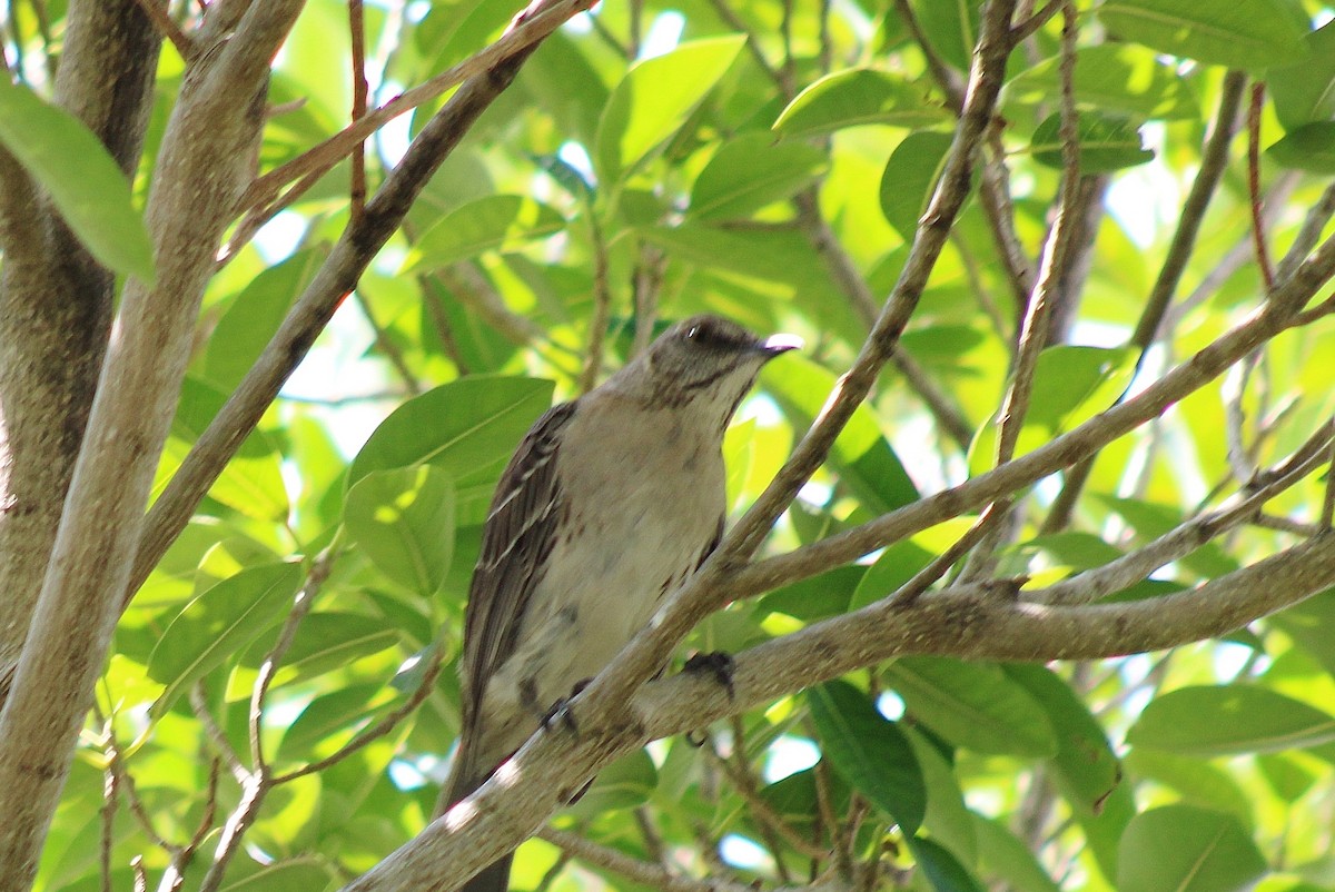 Bahama Mockingbird - ML619109369