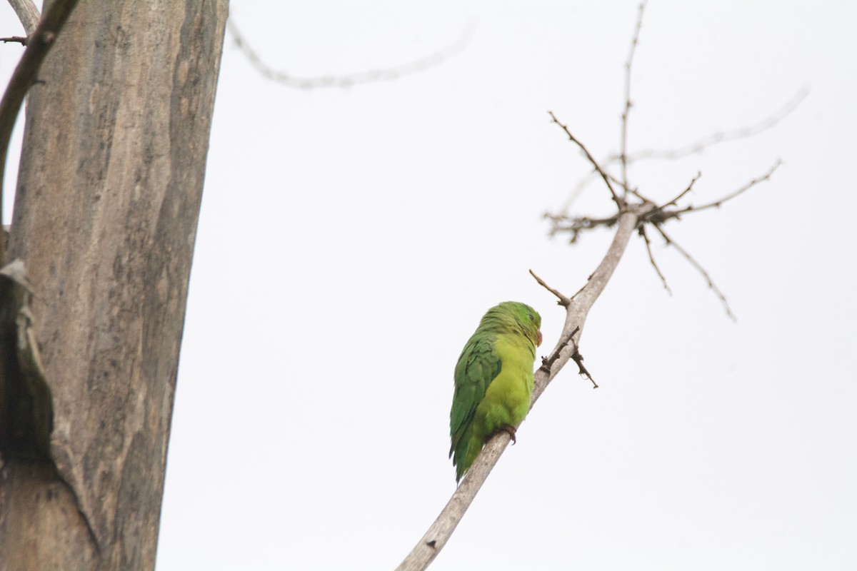 Spectacled Parrotlet - ML619109372