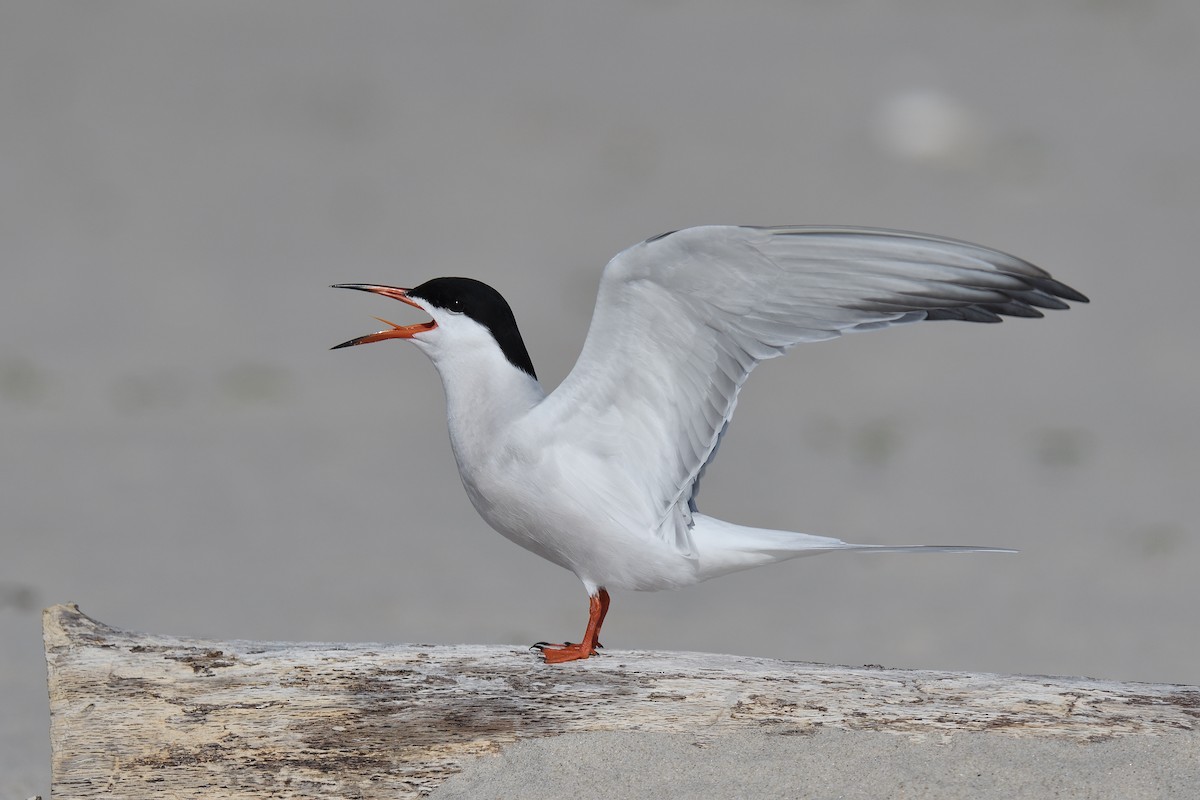 Common Tern - ML619109381