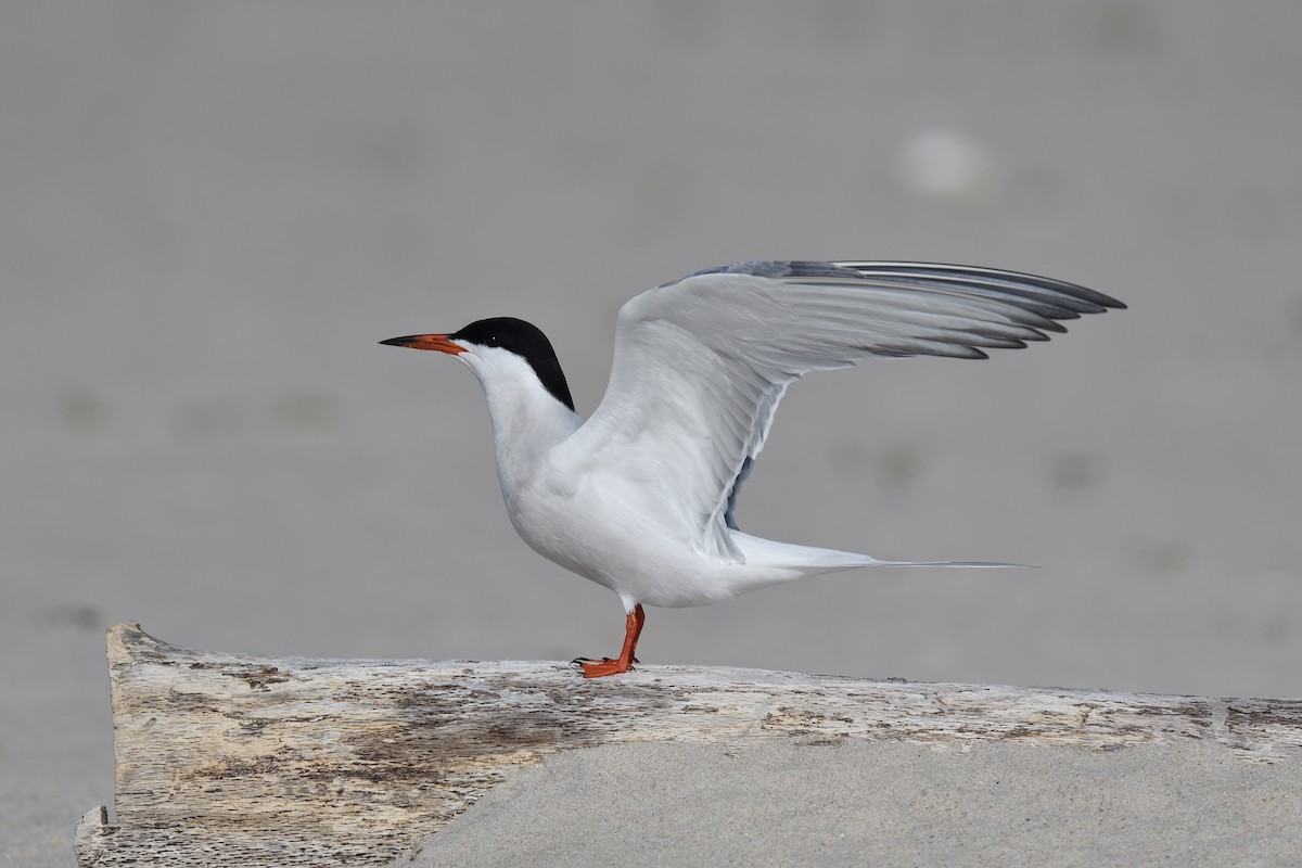 Common Tern - ML619109385