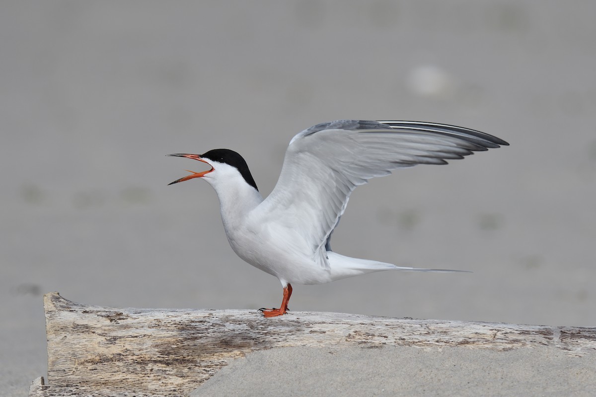 Common Tern - ML619109386
