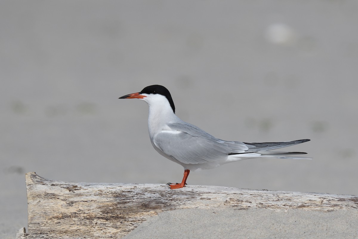 Common Tern - ML619109388
