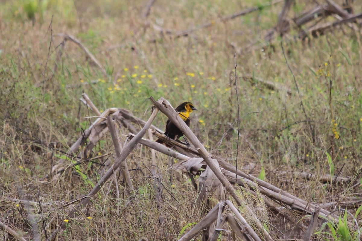 Yellow-headed Blackbird - ML619109398