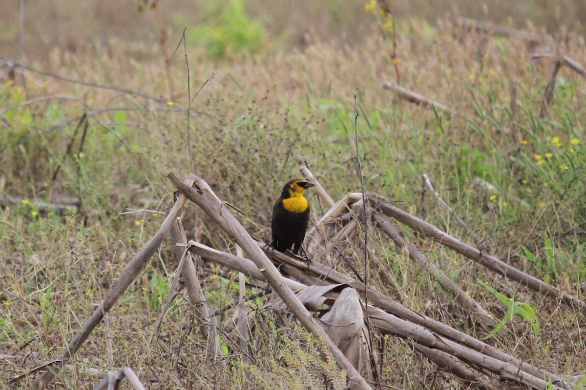 Yellow-headed Blackbird - ML619109399