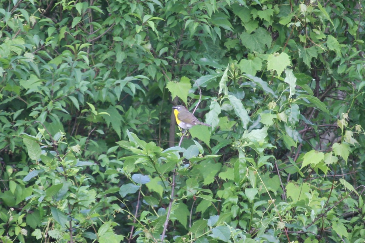 Yellow-breasted Chat - ML619109405