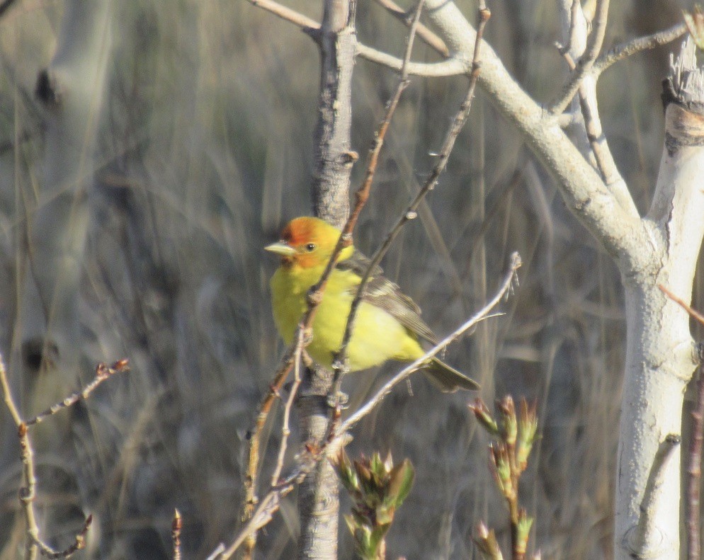 Western Tanager - ML619109408