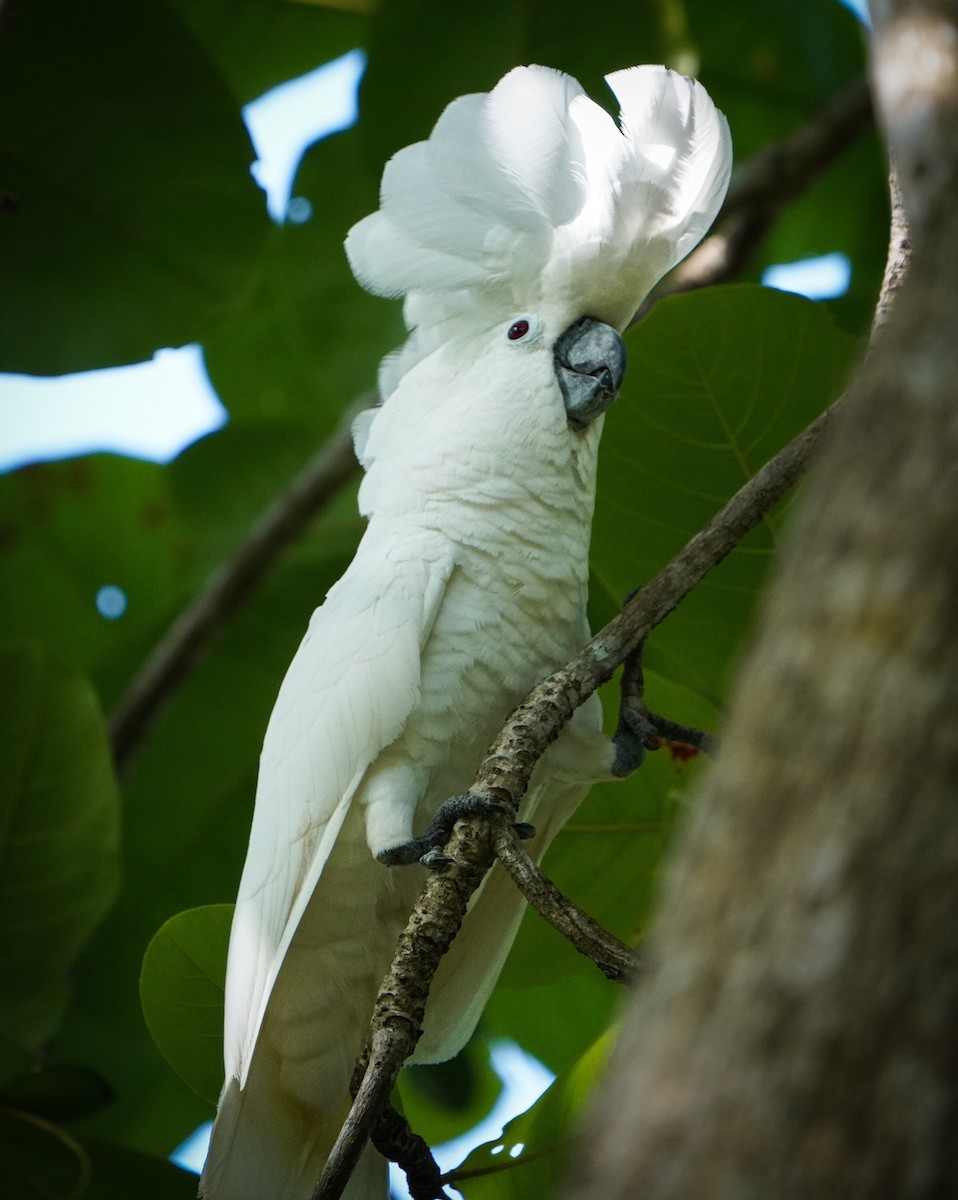 White Cockatoo - ML619109418