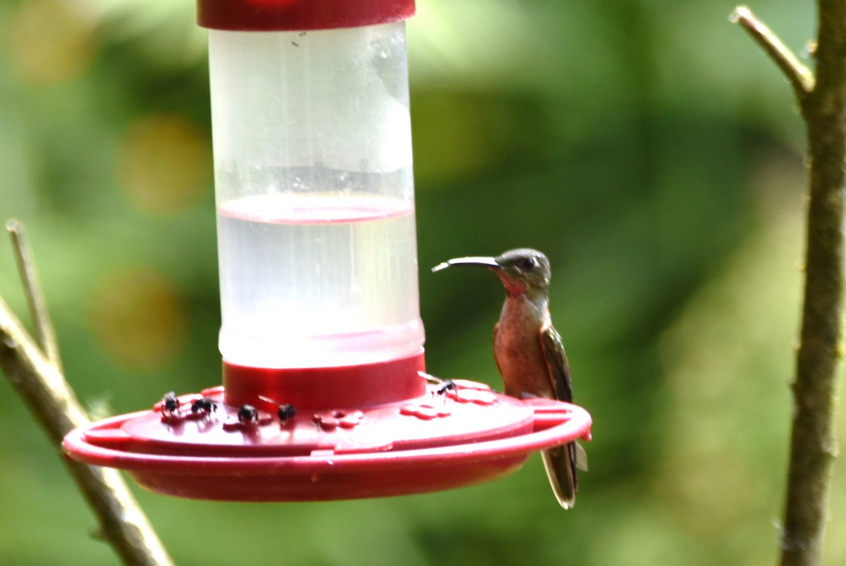 kolibřík hnědobřichý - ML619109423