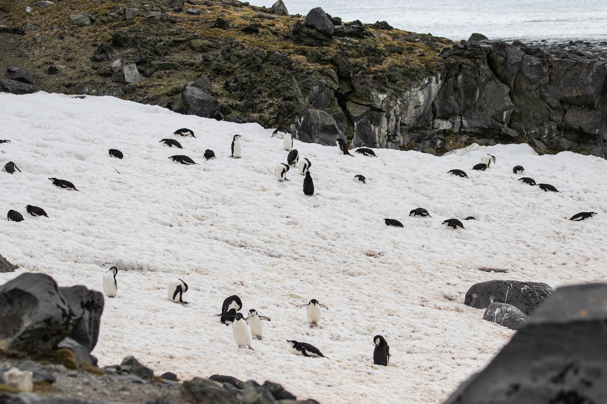 Пінгвін антарктичний - ML619109439