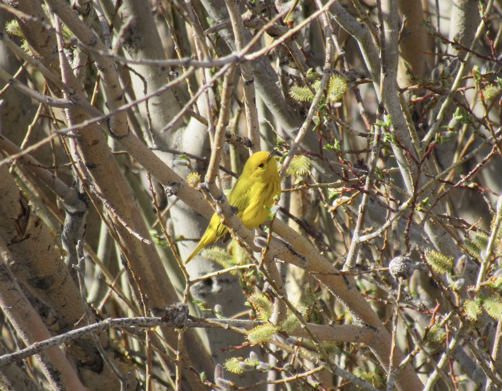 Yellow Warbler - ML619109465