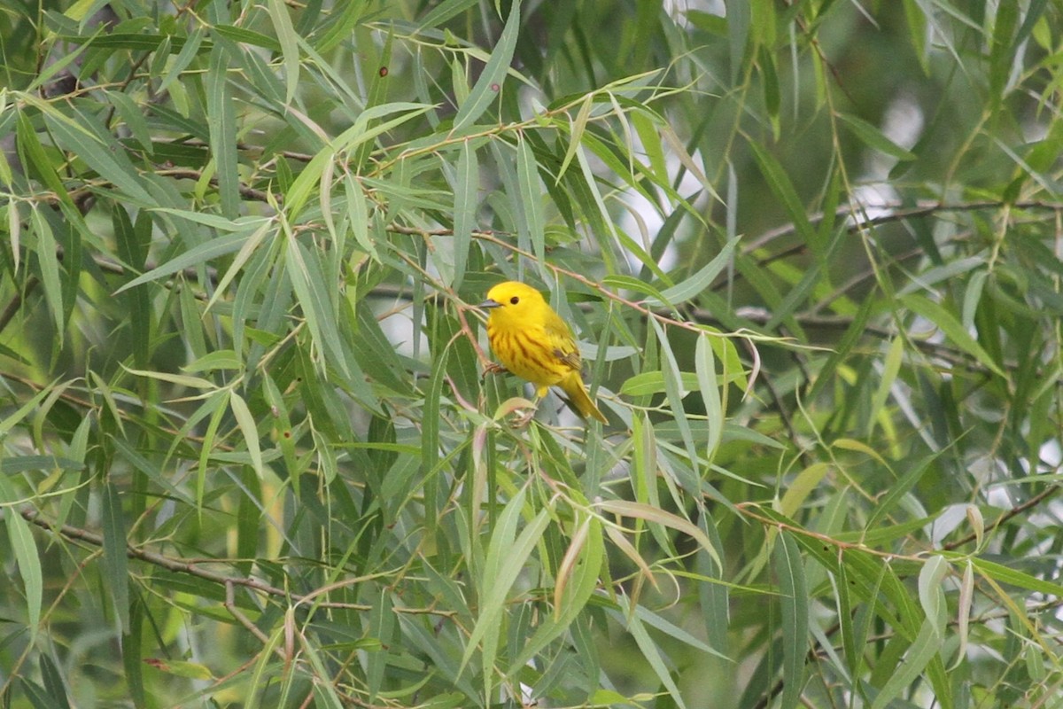 Yellow Warbler - ML619109467