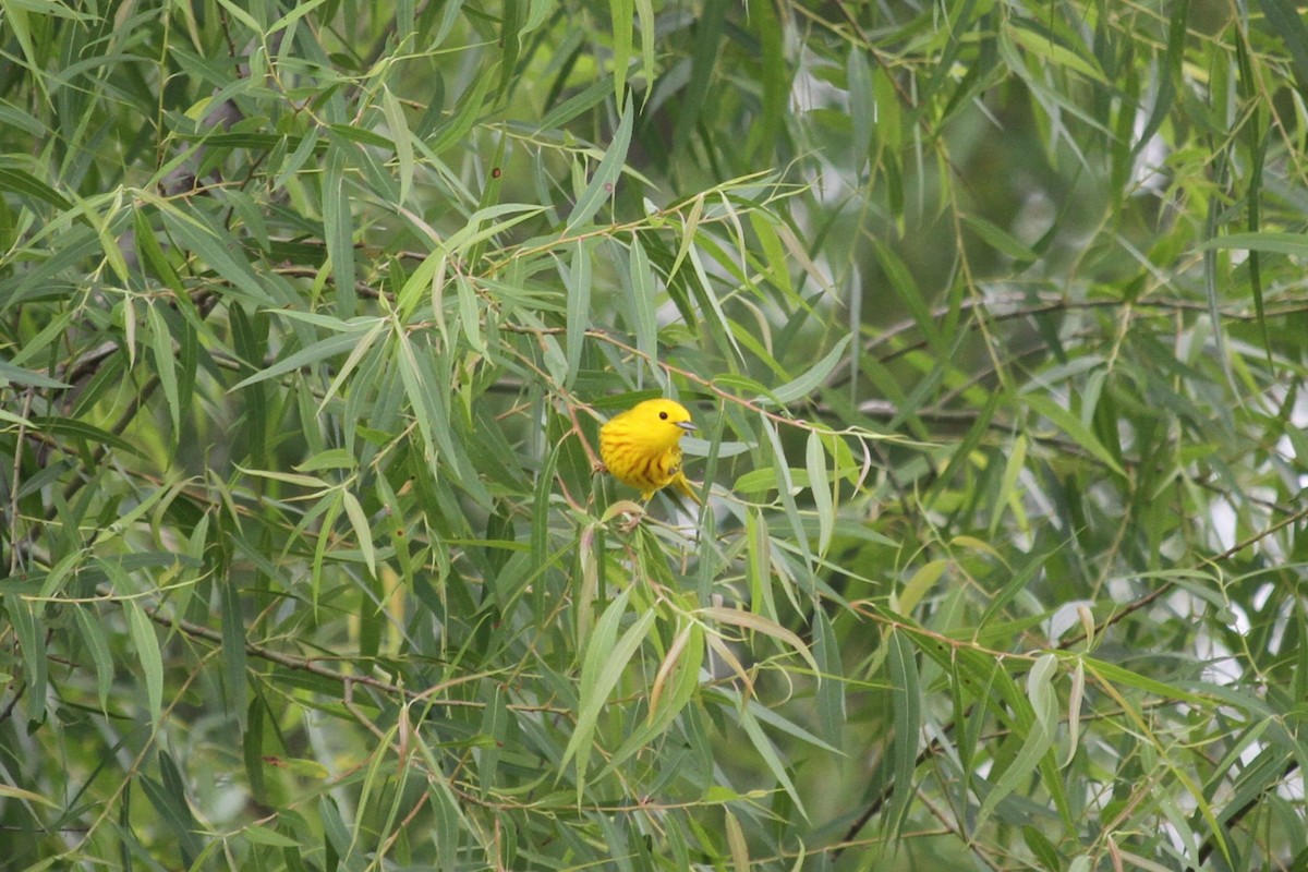 Yellow Warbler - ML619109468