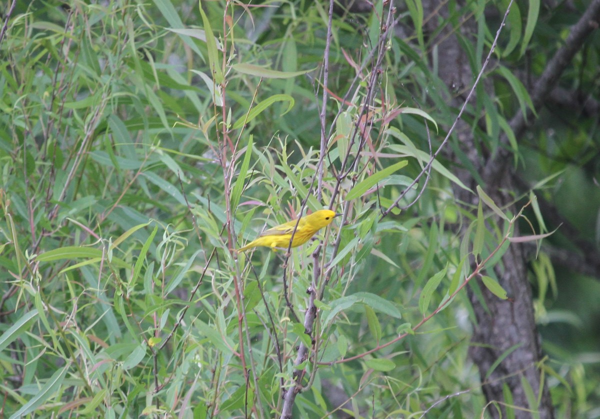 Yellow Warbler - ML619109469