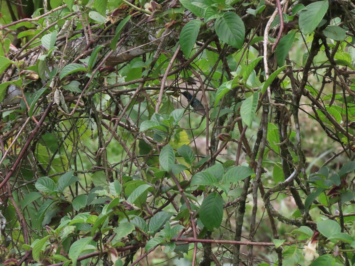kolibřík bělořitý - ML619109499