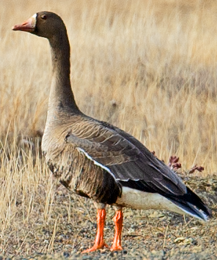 Greater White-fronted Goose - ML619109500