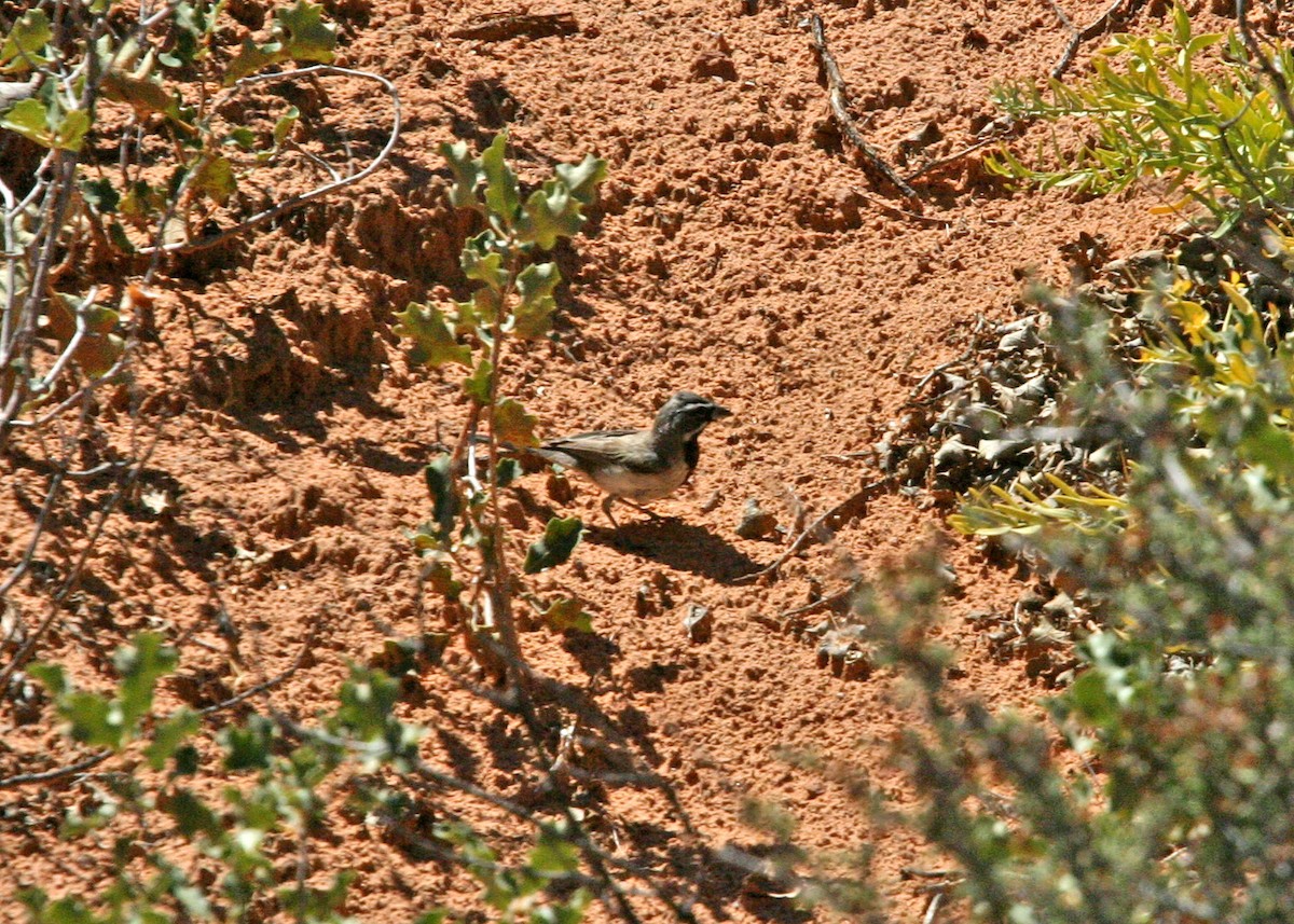 Black-throated Sparrow - ML619109504
