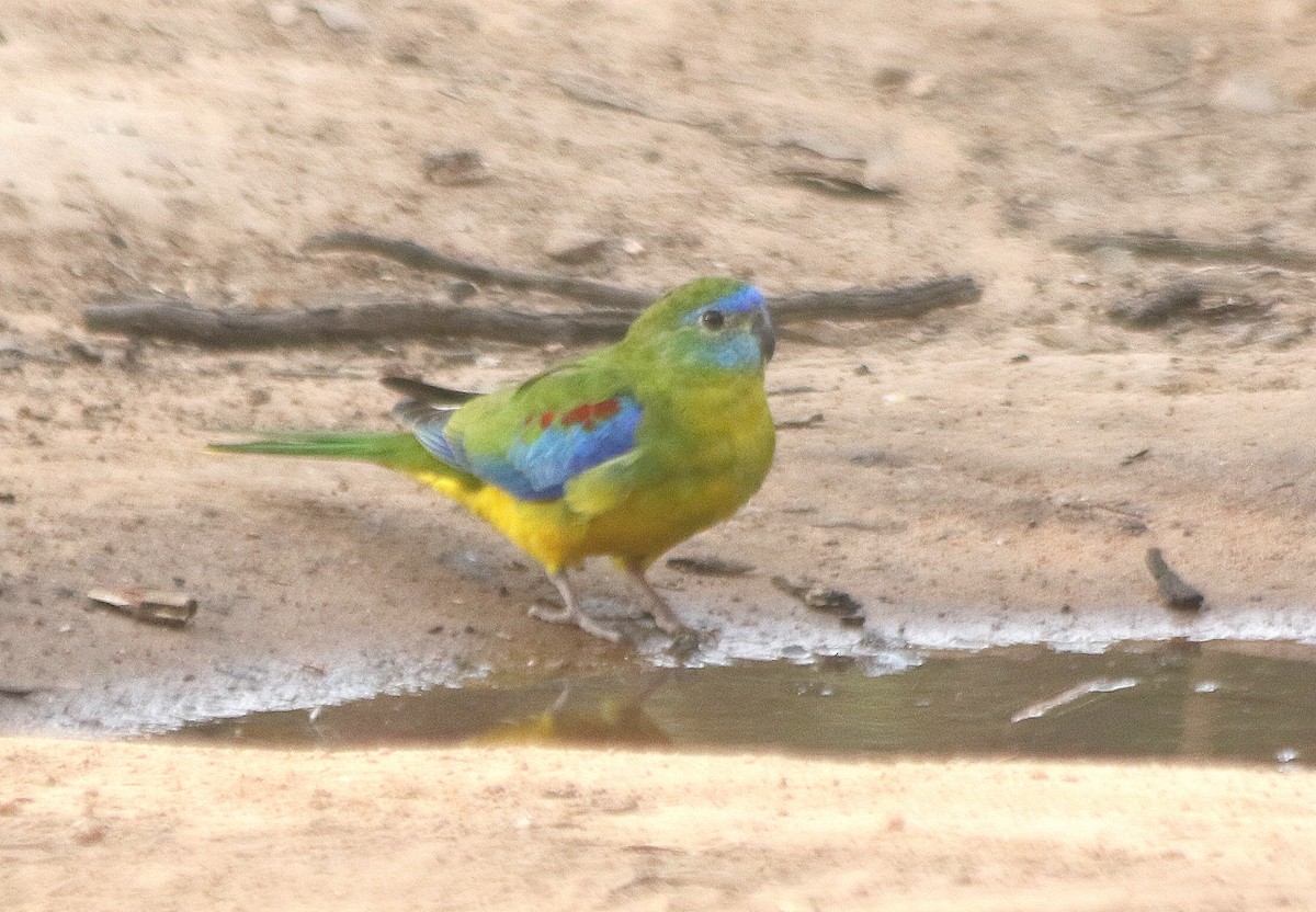 Turquoise Parrot - ML619109510